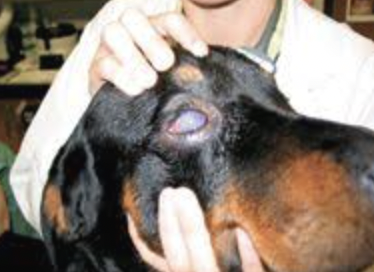 <p>Chronic cough, fever, weight loss, draining skin lesions, lameness, ocular lesions</p>