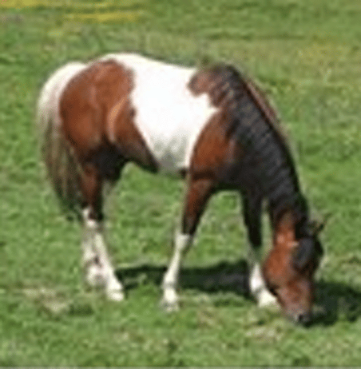 <p>type of pinto where there is 3 colors (bay, brown, black) and white</p>