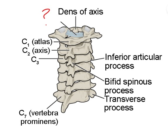 <p>Posterior view</p>