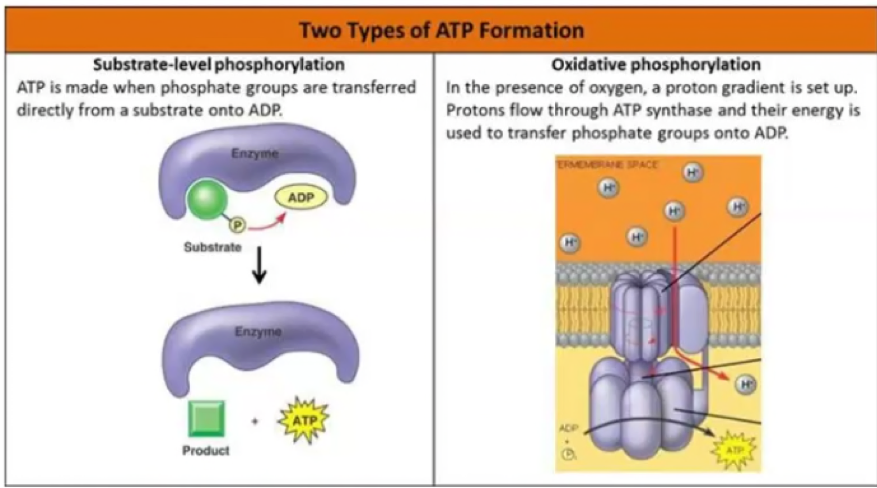 ATP is formed when an enzyme transfers a P from another molecule to ADP 