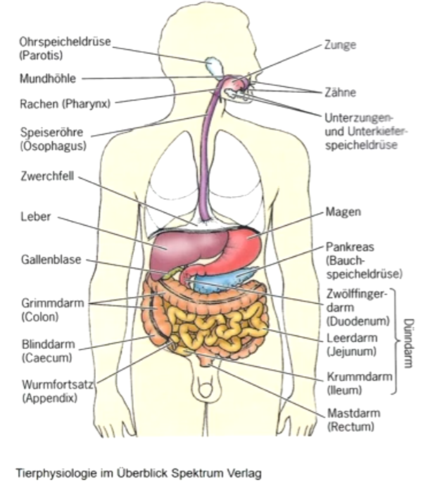 **Wasserrückgewinnung/Wasserabsorption** durch Eindickung des Darminhaltes im Dickdarm (Blinddarm, Grimmdarm, Mastdarm) der Säugetiere.

**Symbiontische Mikroorganismen** spalten komplexe Kohlenhydrate und Proteine durch Fermentation zu Laktat, Fettsäuren (durch Diffusion aufgenommen) und einige Vitamine werden auf diese Art produziert.

**Eindickung des Darminhalts** im Mastdarm (Rektum): Kotbildung