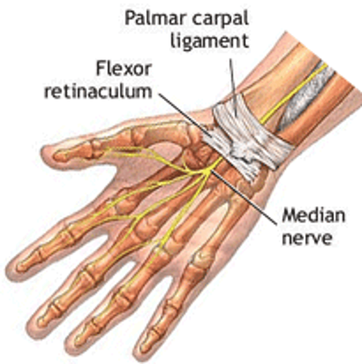 <p>in the anterior region superficial to the flexor retinaculum, and continuous with the extensor retinaculum in the posterior region</p>