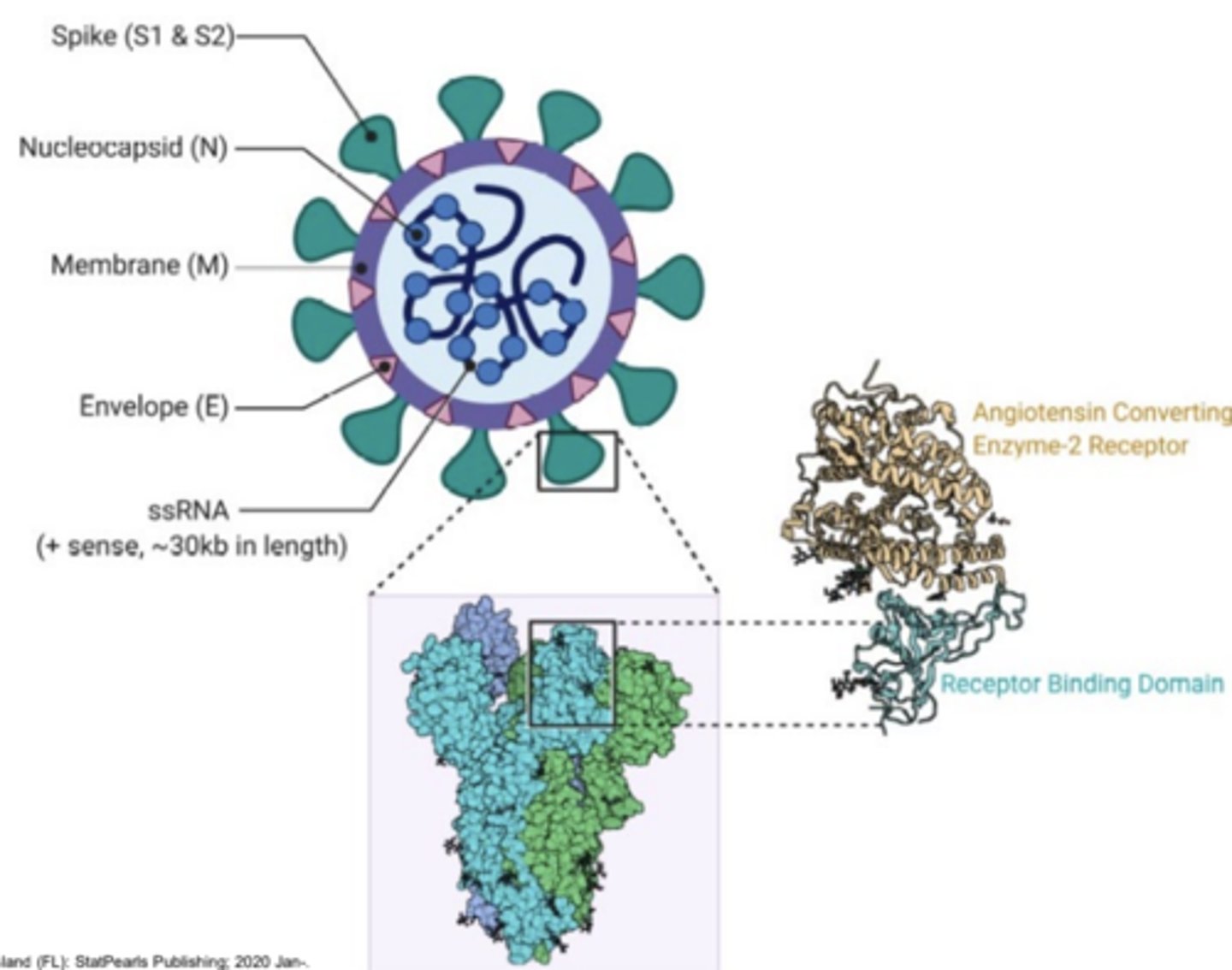<p>Coronavirus Disease 2019</p>