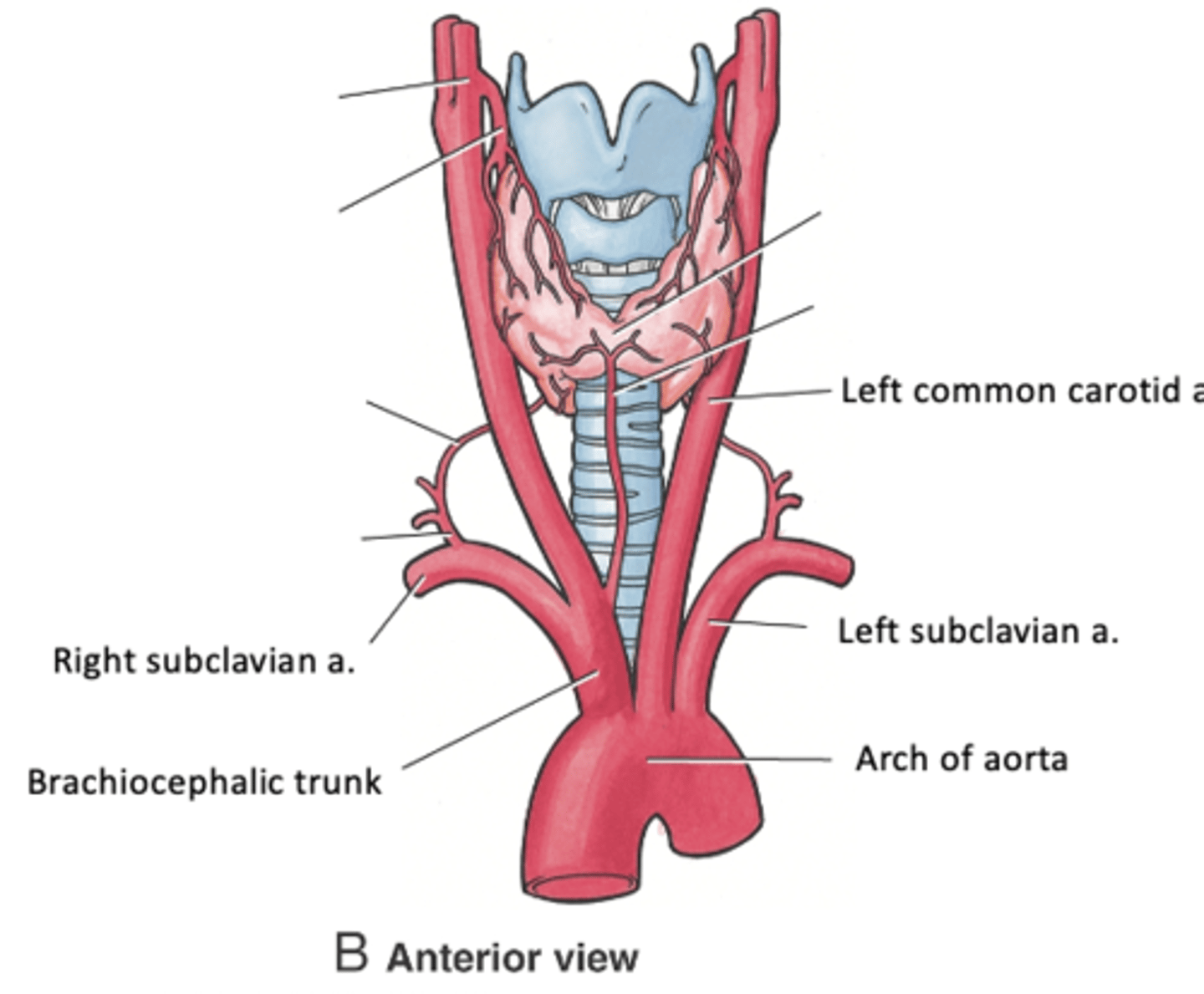 <p>1. Brachiocephalic trunk</p><p>2. Left common carotid artery</p><p>3. Left subclavian artery</p>