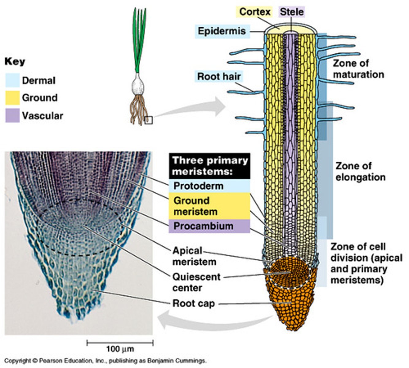 <p>tough covering of the root tip that protects the meristem</p>