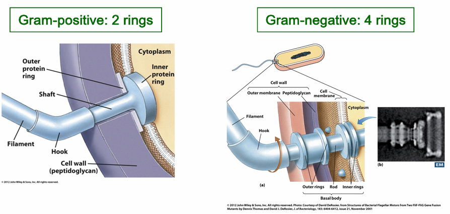 <p>Bestaat uit filament + haak + basaal lichaam: filament → eiwitten (flagelline) in helix</p><p>Lengte: 15-20 µm en 20 nm dik</p><ul><li><p>LM: alleen zichtbaar na kleuring, EM: zichtbaar</p></li></ul><p>Haakflagellum: meestal 90° → “propeller”, energie: protonpomp voor ATP</p><p>Grampos: 2 ringen <span data-name="left_right_arrow" data-type="emoji">↔</span> Gramneg: 4 ringen</p><p>Virulentiefactor (H-antigeen)</p>