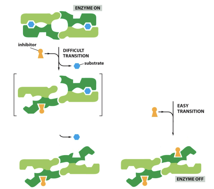 Binding of one inhibitor at a time, opens it up subunit at a time. First inhibitor binds with difficulty (changes confirmation of second inhibitor in the process) and second inhibitor binds with ease. Starts with enzyme one, but both need to inhibit for it to be turned completely off.