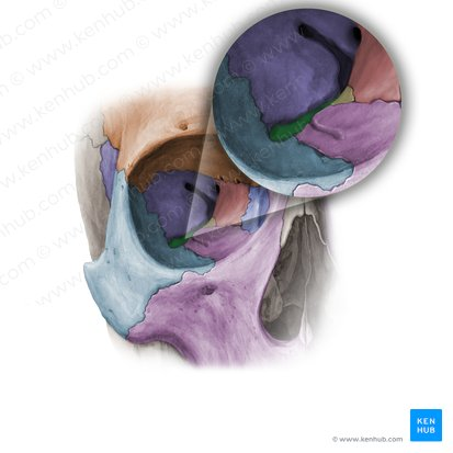 <p>small v-shaped fissure in the orbit (inferior)</p>