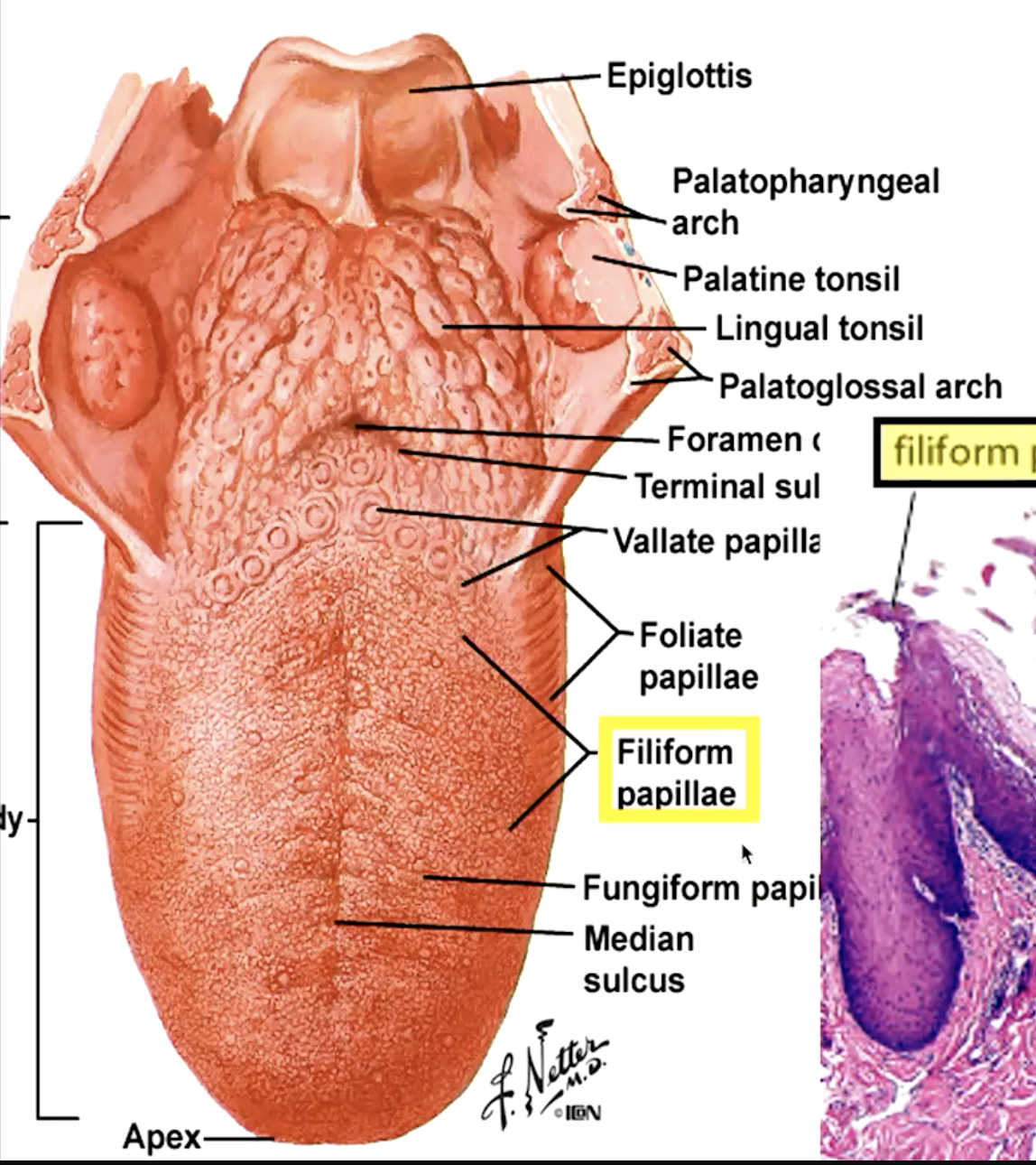 <p>circumvallate papillae (“moat”)</p>