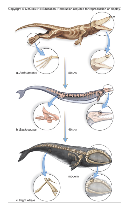 <p>The above shows the changes in fossils as ancient land animals evolved into whales. This represents a type of evidence for evolution called</p>