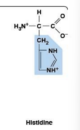 <ul><li><p><strong>Polar, charged, HYDROPHILIC</strong></p></li><li><p><strong>Weakly basic</strong> (can be + or neutral at physiologic pH)</p></li><li><p><strong>R-group:</strong> imidazole ring</p></li><li><p>Important for <strong>pH buffering &amp; enzyme catalysis</strong></p></li></ul><p></p>