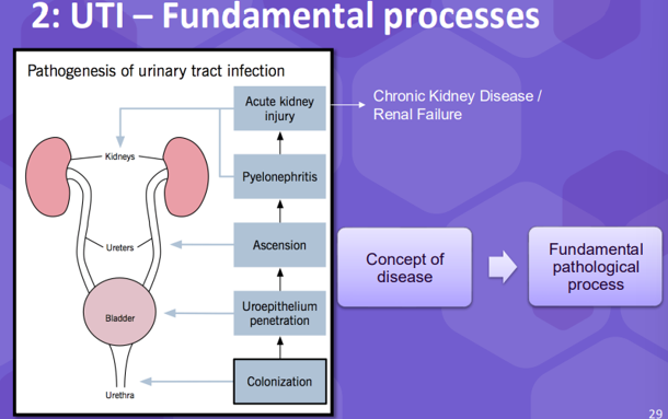 <p>Fundamental processes-UTI</p>