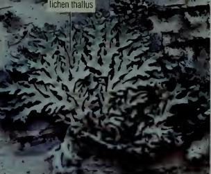 <p>what type of lichen</p>