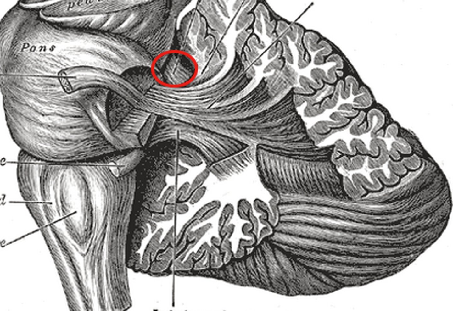 <p>-Connected to the midbrain</p><p>-Carries cerebellar output</p>