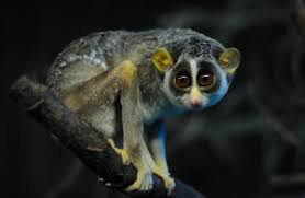 <p>Lorises, Potto</p><ul><li><p><span style="background-color: transparent;"><span>&nbsp;tails are short or absent, with large eyes. Slow moving but are climbers with opposable thumbs.&nbsp;</span></span></p></li><li><p><span style="background-color: transparent;"><span>Distribution: Ethiopian and oriental realms</span></span></p></li><li><p><span style="background-color: transparent;"><span>Make venom for various uses.&nbsp;</span></span></p></li><li><p><span style="background-color: transparent;"><span>Economy: used for pet trade</span></span></p></li></ul><p></p>