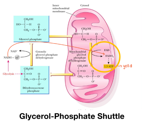<p>Glycerol phosphate shuttle </p>