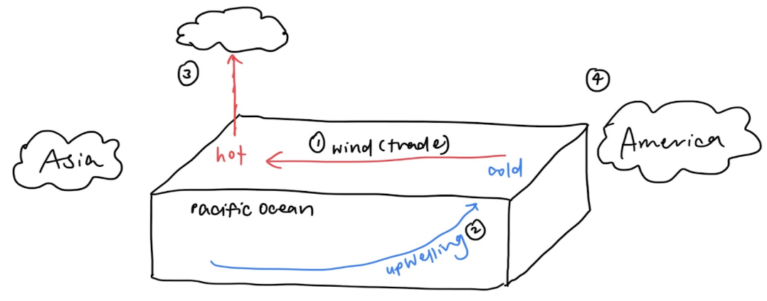 <ol><li><p><span style="font-family: Arial, sans-serif">Surface ocean currents</span></p><ol><li><p><span style="font-family: Arial, sans-serif">Easterly trade winds blow from the high pressure area off the western coast of South America to the low pressure area off East Asia. Generates surface ocean currents travelling in the same direction as the easterly trade winds</span></p></li></ol></li><li><p><span style="font-family: Arial, sans-serif">Upwelling</span></p><ol><li><p><span style="font-family: Arial, sans-serif">Surface waters off Peruvian coast is pushed westward, hence deeper colder water rises up from below to fill the gap</span></p></li></ol></li><li><p><span style="font-family: Arial, sans-serif">Walker Circulation (atmospheric)</span></p><ol><li><p><span style="font-family: Arial, sans-serif">Rising air in western Pacific and sinking air in eastern Pacific connect to form a continuous loop</span></p></li></ol></li><li><p><span style="font-family: Arial, sans-serif">Weather patterns</span></p><ol><li><p><span style="font-family: Arial, sans-serif">Warmer water in western Pacific results in higher air temperatures and more convective precipitation (eg Indonesia)</span></p></li><li><p><span style="font-family: Arial, sans-serif">Colder water in eastern Pacific leads to lower air temperatures and dry weather conditions in South America</span></p></li></ol></li></ol><p></p>