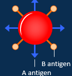<ul><li><p>Has both A and B antigens on its surface</p></li><li><p>No antibody on the surface</p><ul><li><p>Rarest blood group</p></li></ul></li></ul><p></p>