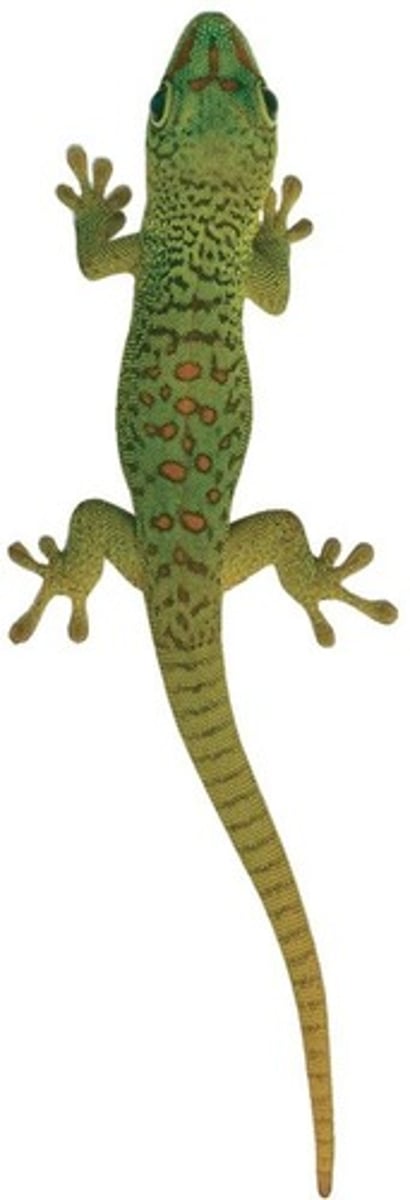 <p>Microscopic 'hairs' on gecko toes that bind to surfaces via van der Waals interactions.</p>