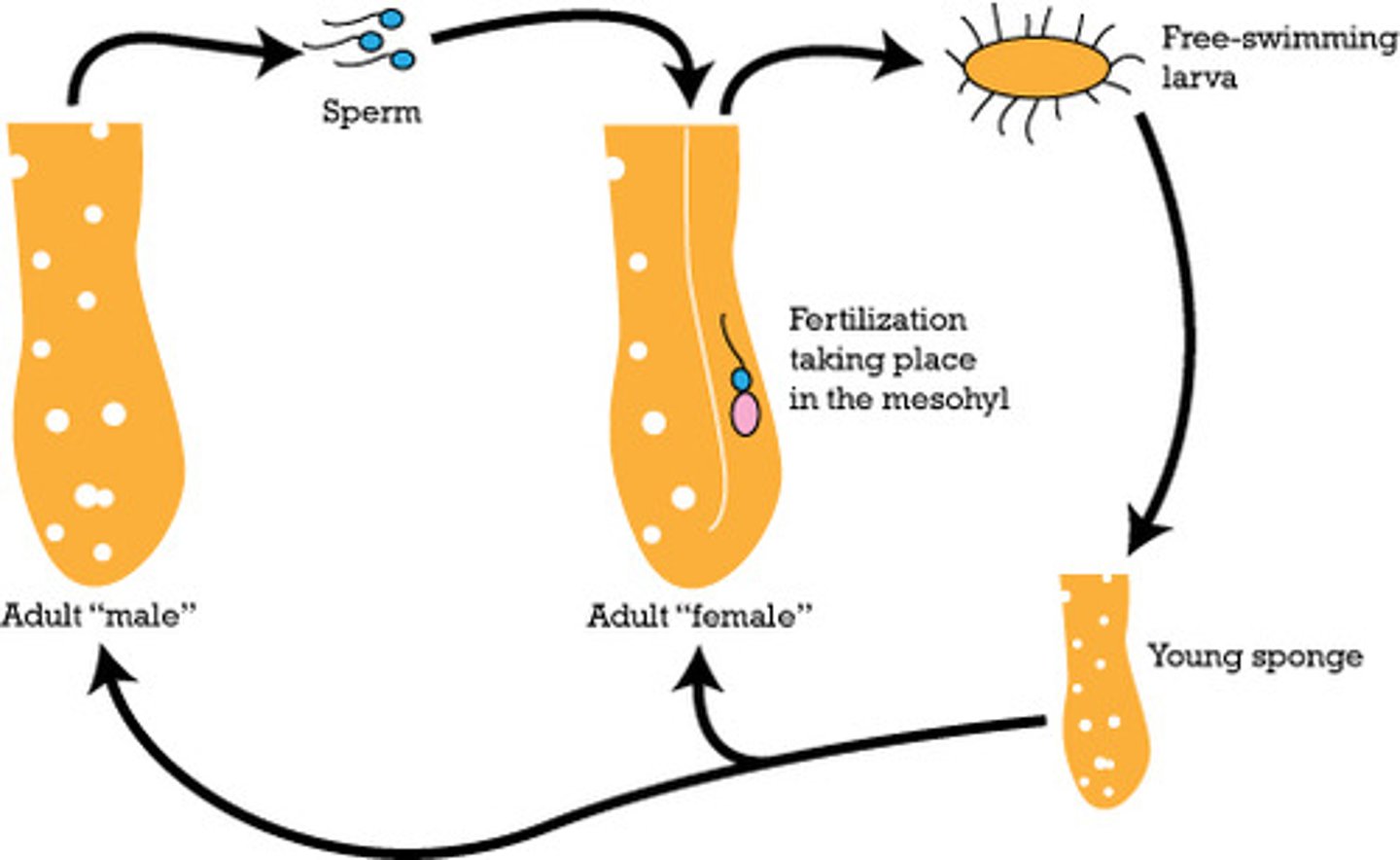 <p>Asexually (form buds)</p><p>Sexually (produce sperm &amp; egg; produced at different times to avoid self-fertilization)</p>