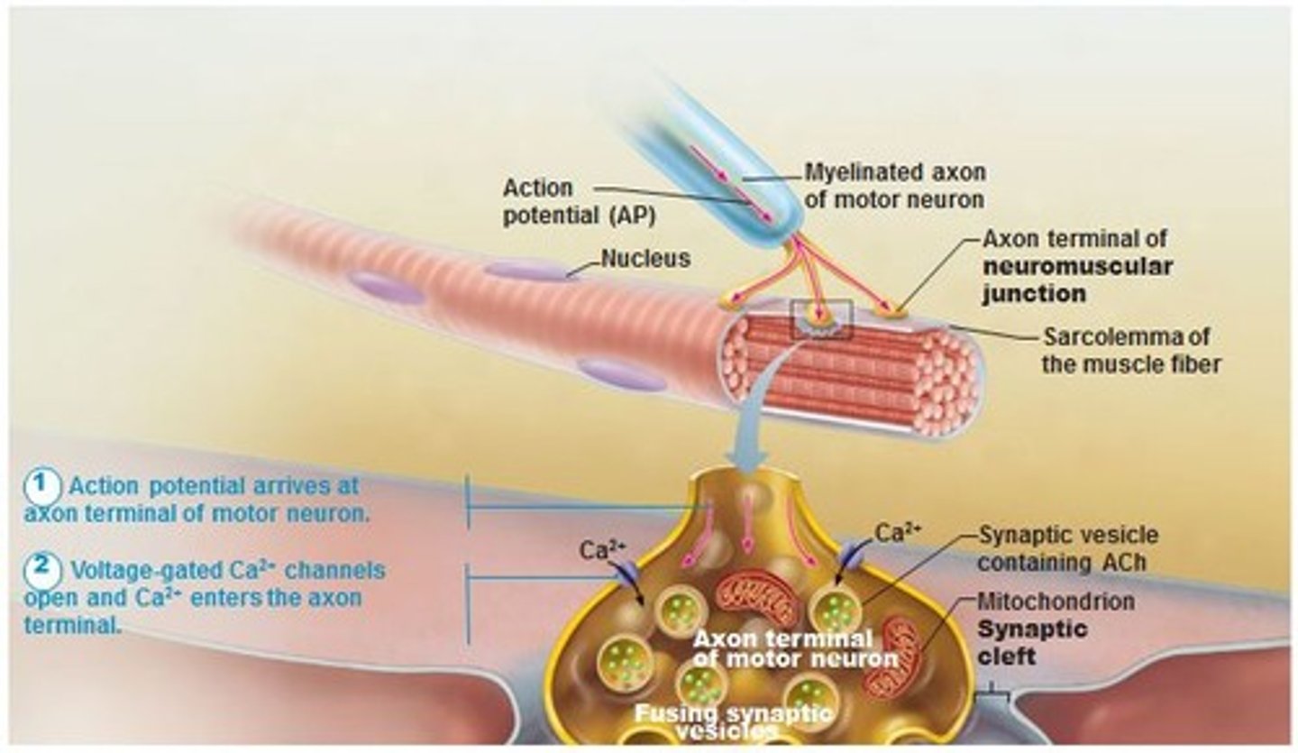 <p>Junction between an axon of a motor neuron and a muscle fiber.</p>