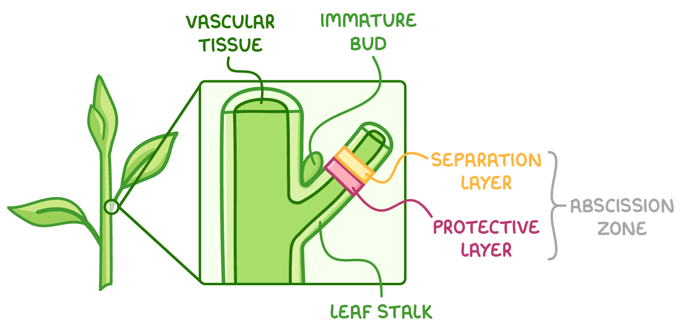 <ol><li><p>phytochromes detect decrease in daylight hours/ light levels leading to decrease auxin levels &amp; increase ethene levels</p></li><li><p>ethene activates genes in cells of the abscission zone to produce digestive enzymes e.g. cellulase</p></li><li><p>cellulase digests the cellulose cell wall in the separation layer</p></li><li><p>vascular bundles are sealed off</p></li><li><p>wind and other environmental factors cause leaf to fall</p></li><li><p>fat is deposited which forms a scar at the protective layer to prevent entry of pathogens</p></li></ol><p></p>
