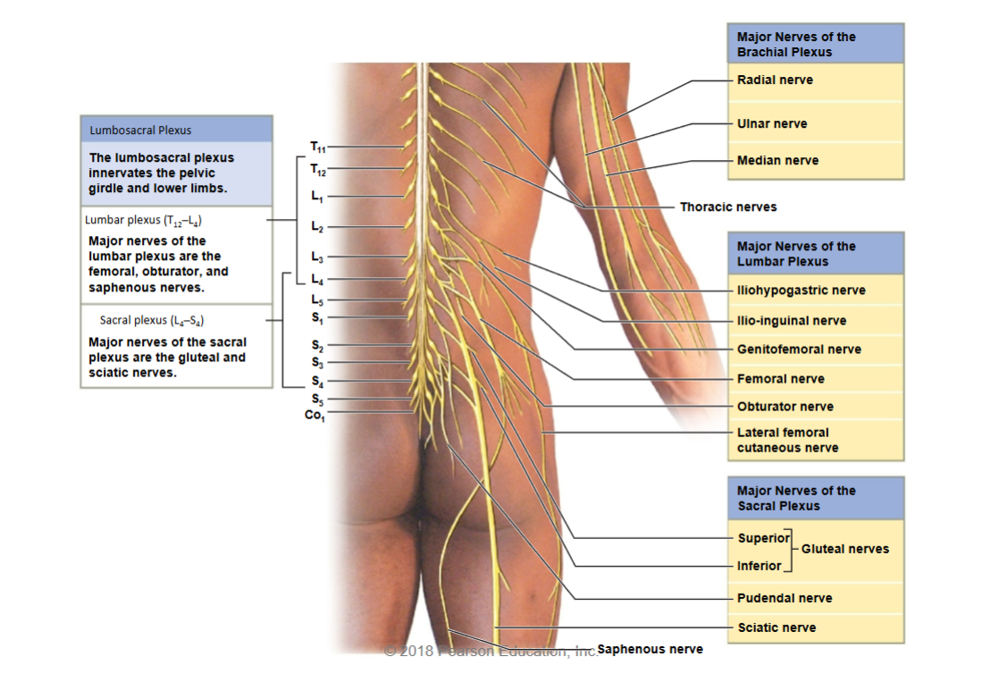 <p>What are the major nerves of the lumbar and sacral plexuses, and what areas do they innervate?</p>