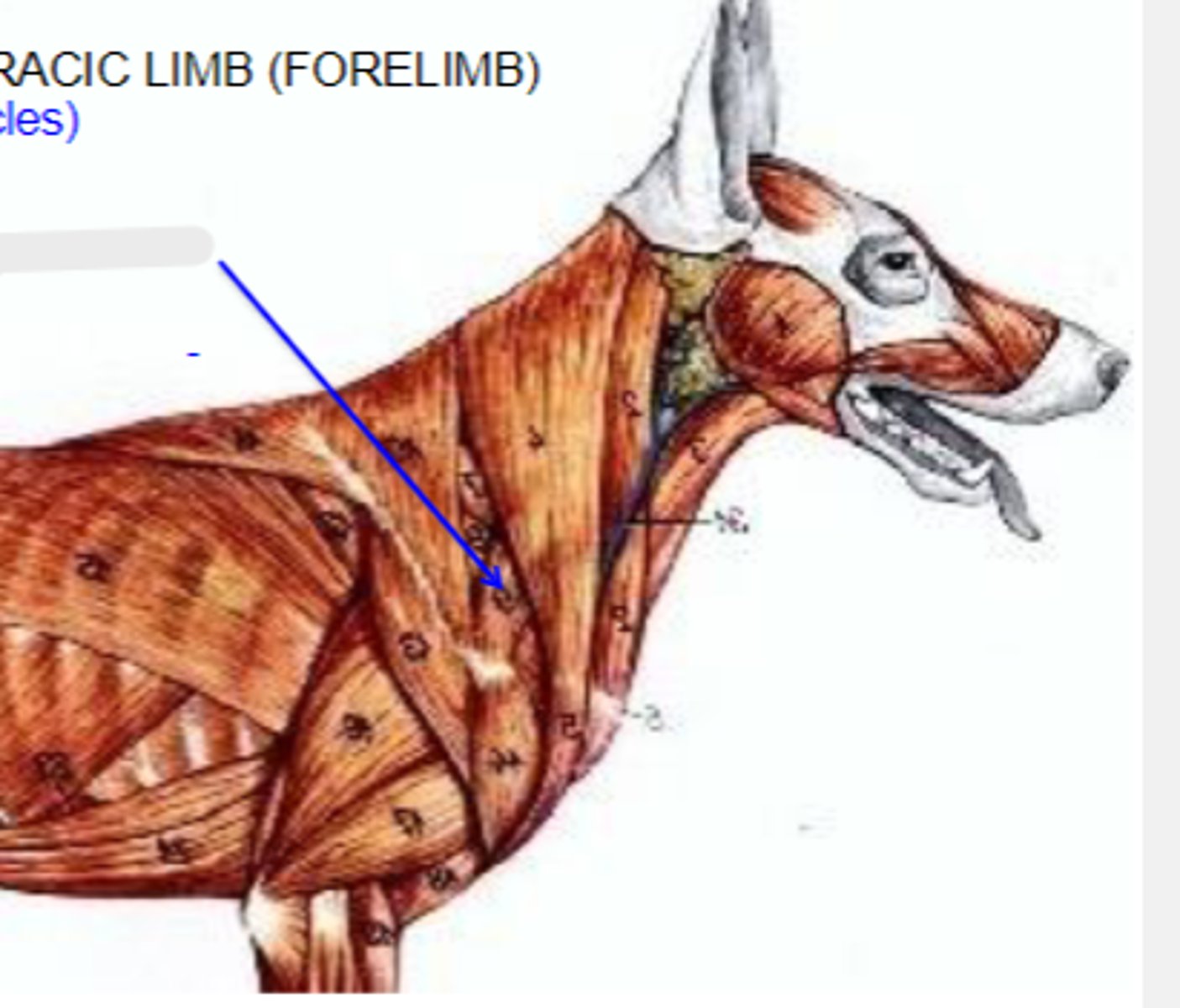 <p>What muscle is shown?</p>