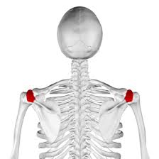 <p>point of shoulder</p>