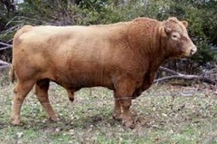 -Developed in CALIFORNIA during 1970s (American bison cattle mix) 
-Dense fine coat varied in color, large breed, weather resistant 
-Beef is low in fat and cholesterol, ABWR approval needed to claim beef product as beefalo.