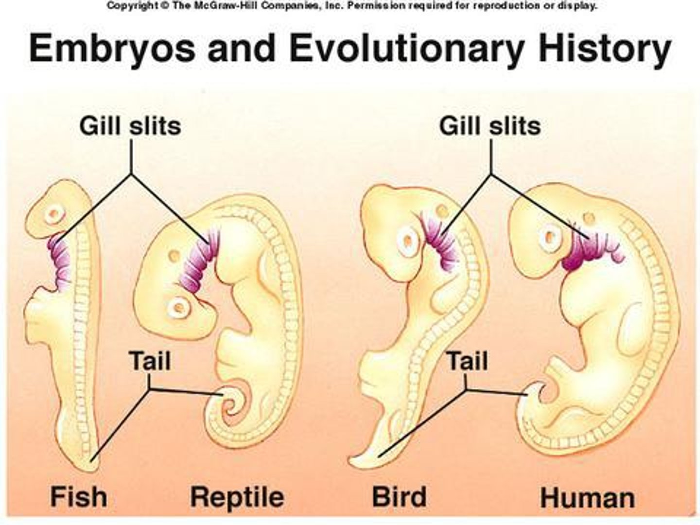 <p>Study of developing embryos used as evidence of evolution.</p>