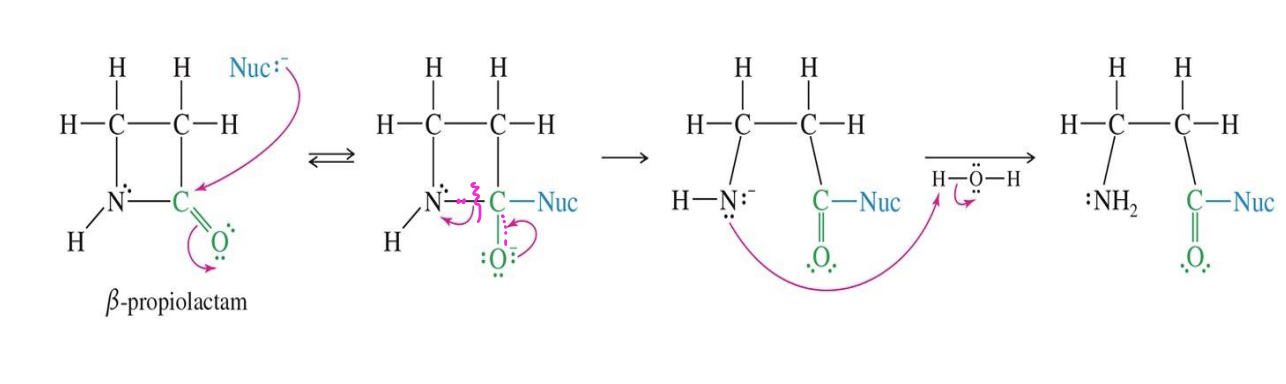 <p><strong>Starting material:</strong></p><ul><li><p><strong>β-propiolactam</strong> (a 4-membered ring lactam with a C=O)</p></li></ul><p class="font-claude-response-body break-words whitespace-normal "><strong>Reagent:</strong></p><ul><li><p><strong>Nuc:</strong> (a nucleophile — could be water, an amine, an alcohol, etc.)</p></li><li><p>Water</p></li></ul><p>Mechanism </p><ol><li><p>the Nuc attacks the Carbon with the double bonde with Oxygen </p></li><li><p>The bond breaks between N and C </p></li><li><p>Water comes in and donates a Hydrogen to the Nitrogen (protonation)</p></li></ol><p>End product </p><p>Open-chain amide with a protonated amine group → acylated product</p>