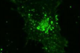 <p>direct detection of the viral antigen through immunofluorescence </p>