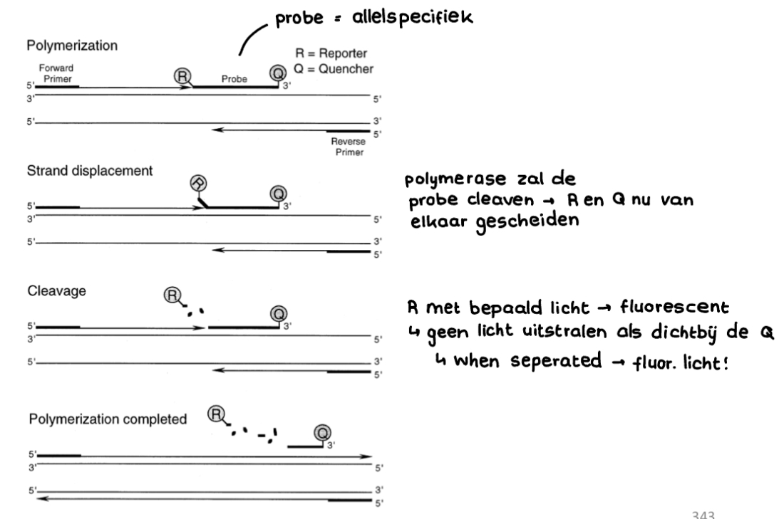 * Allel-specifieke **probe** met reporter en **quencher**. De reporter kan een fluorescent signaal uitzenden, maar dit wordt onderdrukt door de **quencher**.
* Probe bindt op het allel (indien aanwezig) en wordt bij replicatie geknipt door polymerase → reporter en quencher gaan uit elkaar → reporter kan fluorescent signaal uitzenden
* Kunnen ook twee probes toevoegen met uniek golflengte van quencher → 1 voor wildtype en 1 voor mutant allel → als heterozygote zien we beide golflengtes