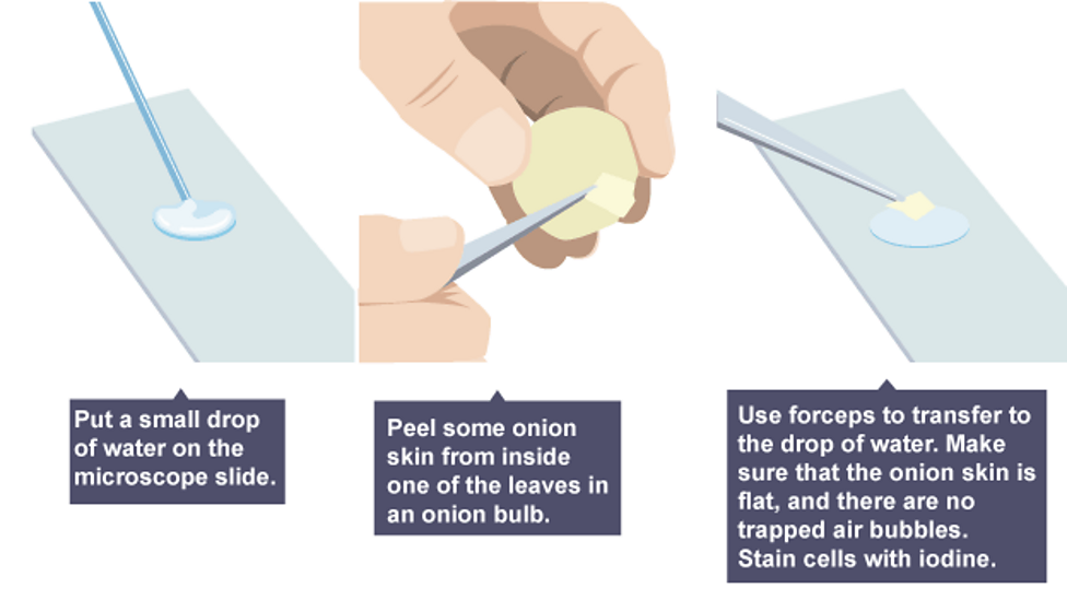<ol><li><p>Peel off thin layer of epidermis from concave side with forceps</p></li><li><p>Flatten down onto glass slide</p></li><li><p>Add a few drops of iodine stain</p></li><li><p>Gently place cover slip to avoid bubbles</p></li><li><p>Draw stain over sample with filter paper</p></li><li><p>Examine under magnification</p></li></ol><p></p>