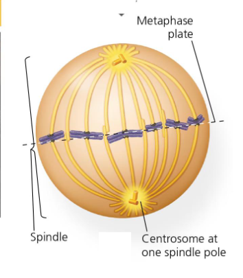 <p>chromosomes align at metaphase plate</p><p>kinetochore microtubules attach sister chromatids to opposite poles of the spindle</p><p>cohesins along arms fully digested, cohesins only remain at centromeres </p>