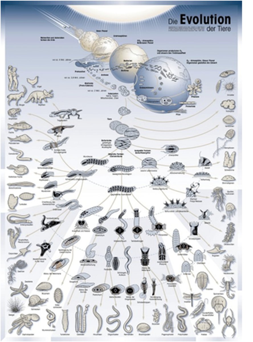 <p>Evolutionary change above the species level.</p>
