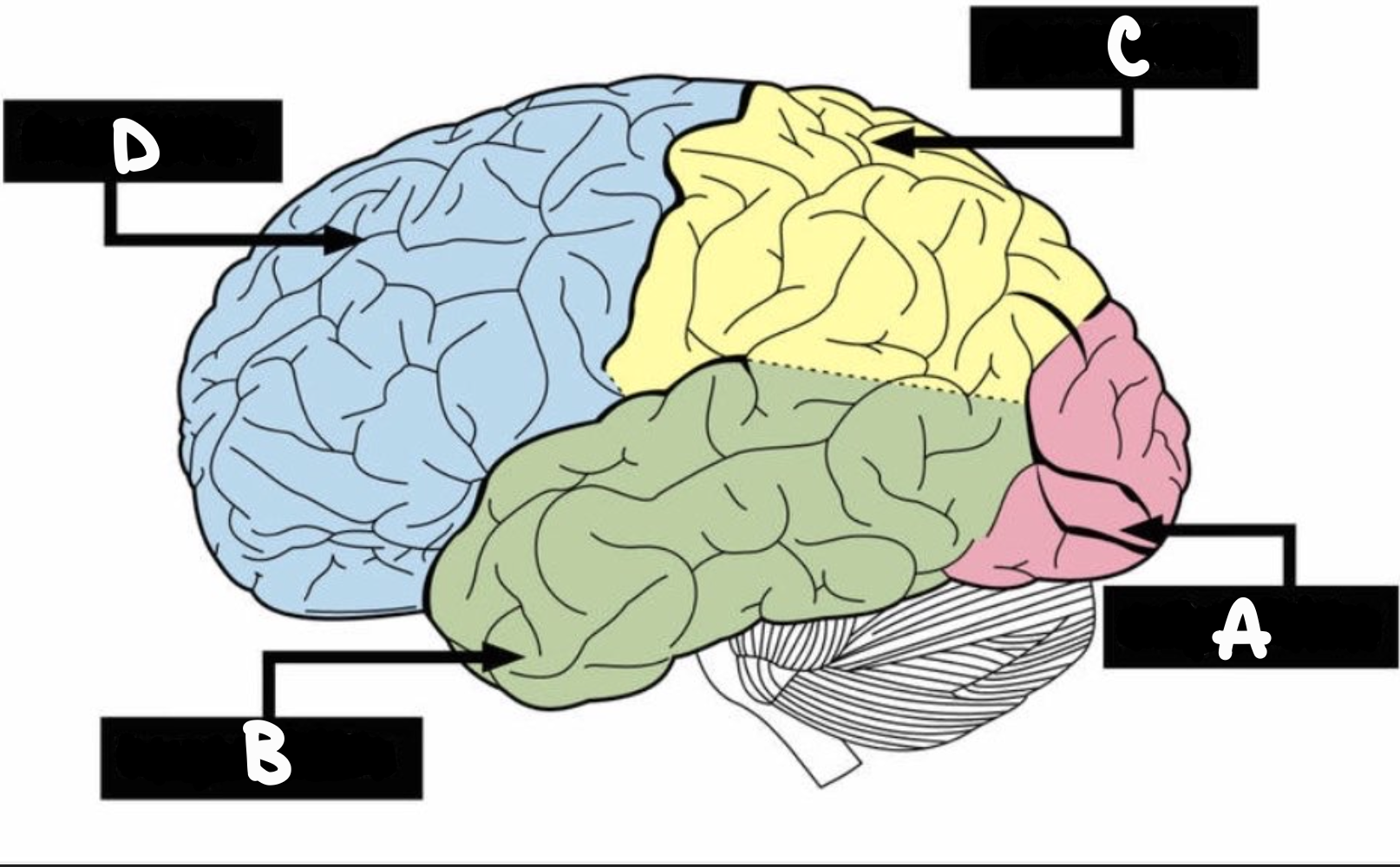 <ul><li><p>located at the back of the cerebrum, is the house of the visual area of the brain</p></li><li><p>‘A’</p></li></ul><p></p>