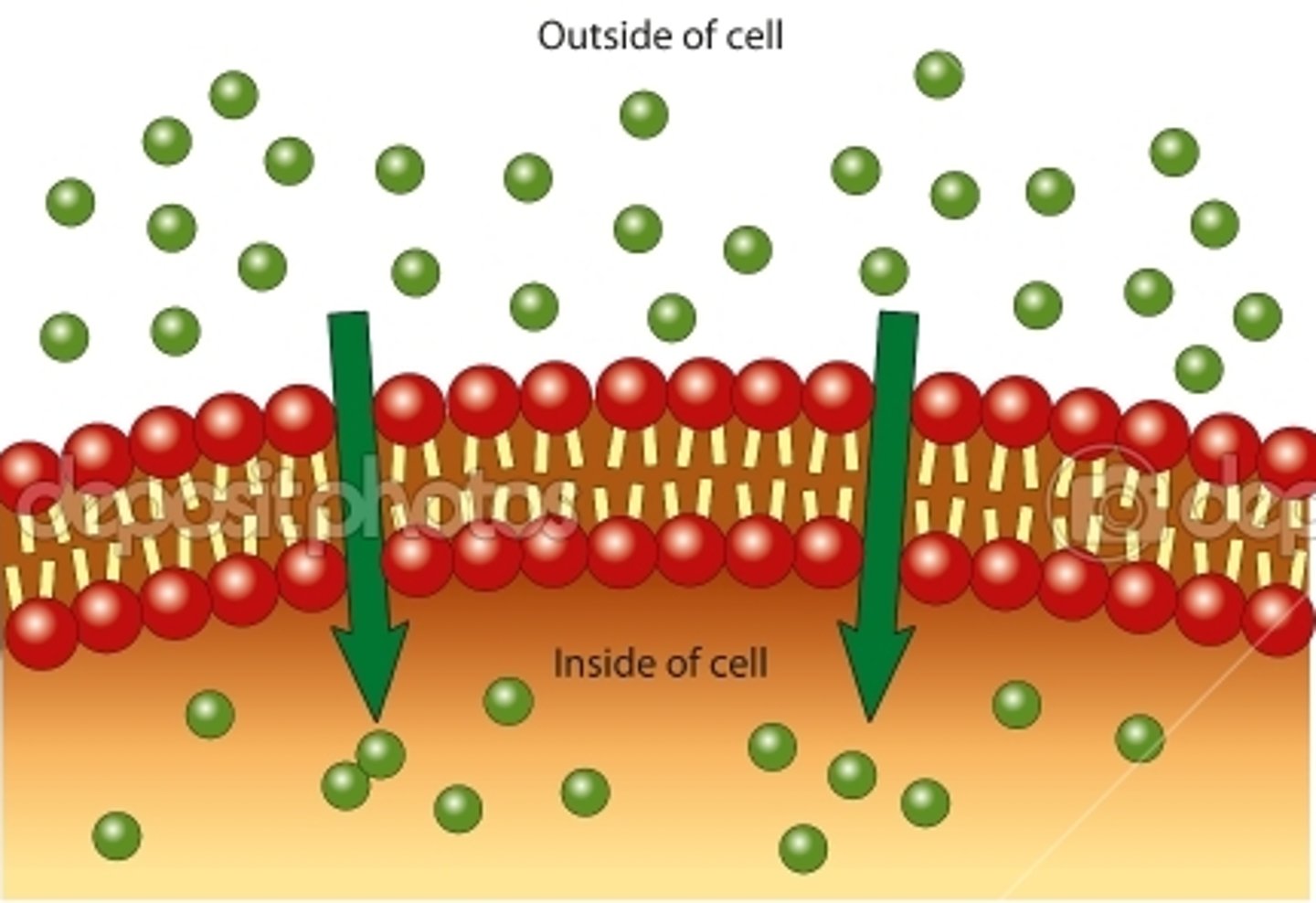 <p>Molecules move from high to low concentration gradient</p>