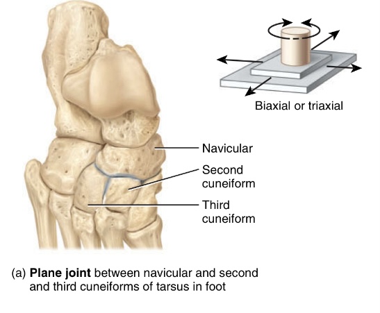 <p>type: planar joint&nbsp;</p><p>type of motion: gliding and sliding&nbsp;</p><p>location: between the navicular and the 2nd + 3rd cuneiforms&nbsp;</p>