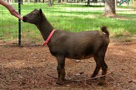 <p>What is this goat breed?</p>