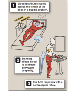 <p>1.standing = pooling of blood at the feet = reudced filling ofthe heart = increaed sympathetic activity</p><p>ANS responds with baroreceptor reflexis</p>