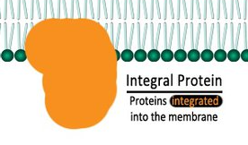 <p>integral membrane proteins</p>