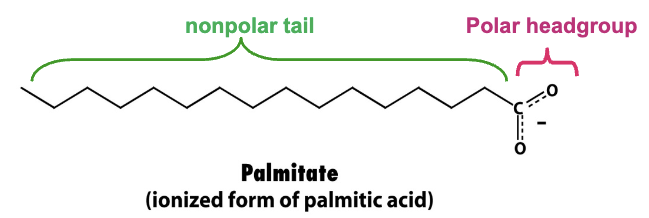<p>They contain a polar headgroup (carboxyl) and a nonpolar tail (hydrocarbon)</p>