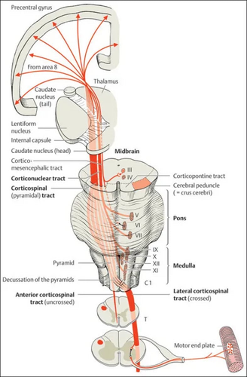 <p>Corticomesencephalic</p>