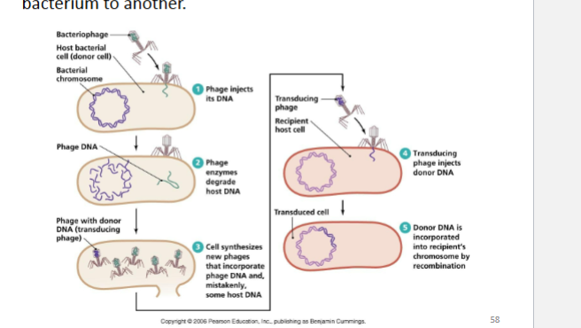 <p>Transduction is the<strong> viral transfer of genetic material</strong> from one<strong> bacterium to another </strong></p><p>DNA transfer to host bacterium <strong>via Phage</strong>- accidentally packaged piece of previous host chromosome </p>