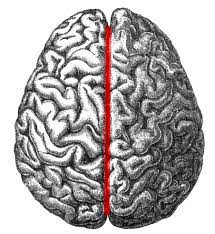 <p><strong><span>Longitudinal fissure</span></strong><span> </span></p>