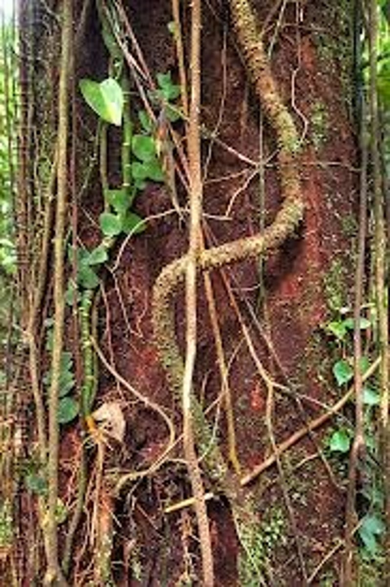 <p>Climbing woody vines that drape rainforest trees.</p>