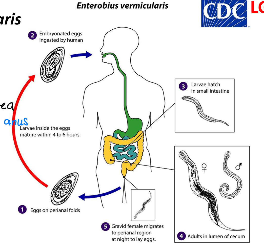 <ol><li><p>eggs on perianal folds </p></li><li><p>embryonated eggs ingested by human </p></li><li><p>larvae hatch in small intestine </p></li><li><p>adults in lumen of cecum </p></li><li><p>gravid female migrates to perianal region at night to lay eggs </p><ul><li><p><strong>retroinfection</strong></p><ul><li><p>eggs hatch in perianal area </p></li><li><p>L1 migrate back </p></li></ul></li><li><p><strong>autoinfection </strong></p><ul><li><p>hosts ingests eggs produced by worms in body </p></li></ul></li></ul></li></ol><p></p>