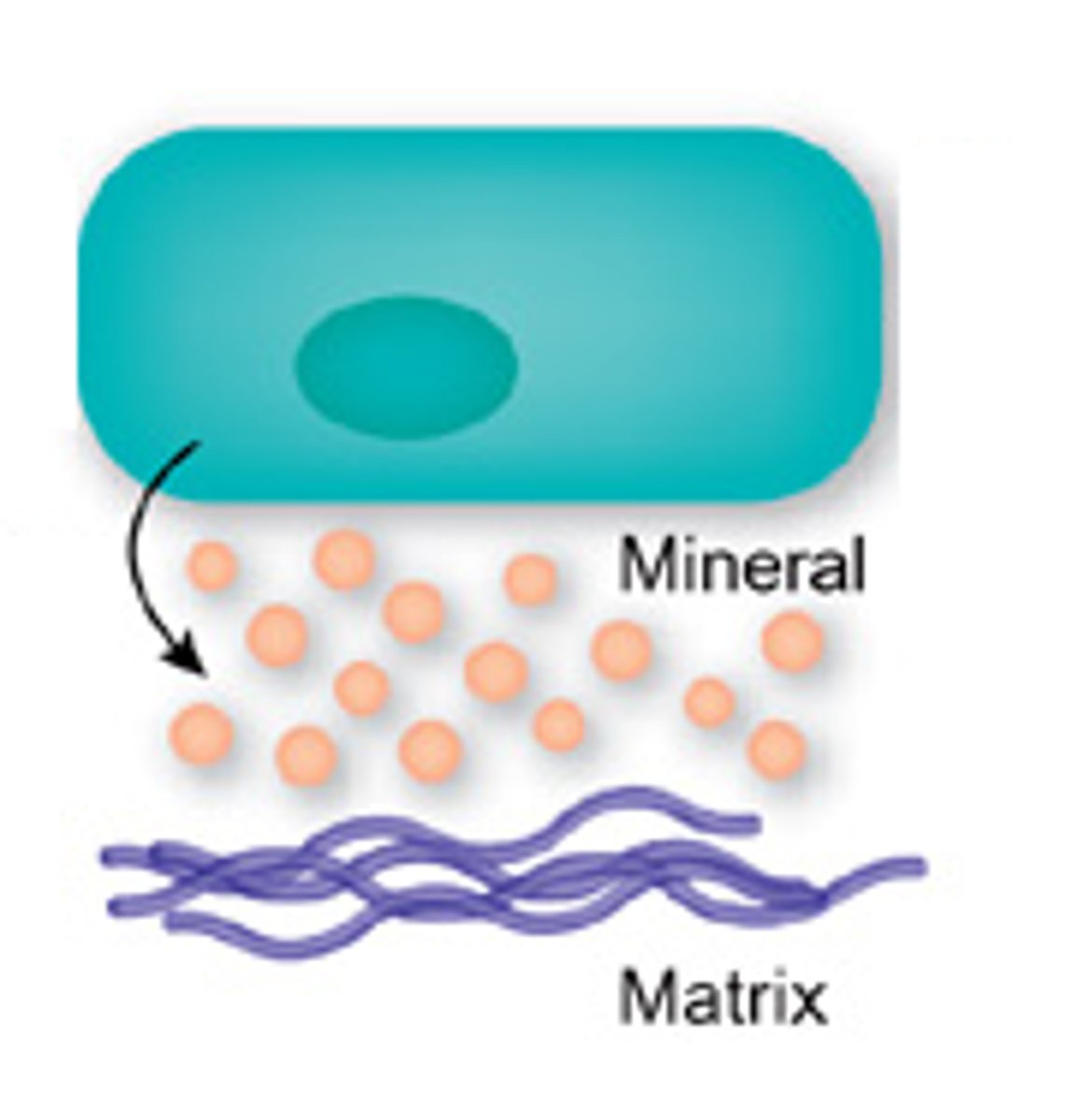 <p>synthesize and secrete and organic matrix called osteoid. form new bones and grow/heal existing bones</p>